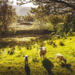 Windermere & Lake District Tour from Manchester Including Cruise - Exploring the Lake District: A Closer Look at the Highlights