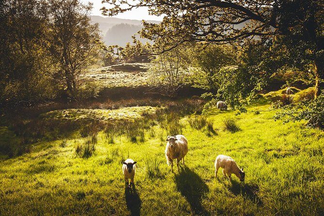 Windermere & Lake District Tour from Manchester Including Cruise - Exploring the Lake District: A Closer Look at the Highlights
