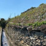 Wine and Dine Vineyard Walk in Sion - Authentic Perspectives from Past Participants