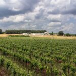 Wine and Food Pairing Experience at Alberobello Winery - Final Thoughts: Is It Worth It?
