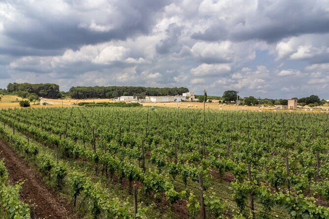 Wine and Food Pairing Experience at Alberobello Winery - Final Thoughts: Is It Worth It?