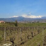 Wine and Lunch Tour - Who Will Love This Tour?