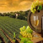 Wine Cheese and EVO Oil Tastings in Tuscany Full-Day from Rome - Final Thoughts: Is This Tour Worth It?