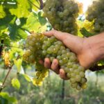 Wine Class and Tasting in Milan - Small Group - Who Will Enjoy This Tour?