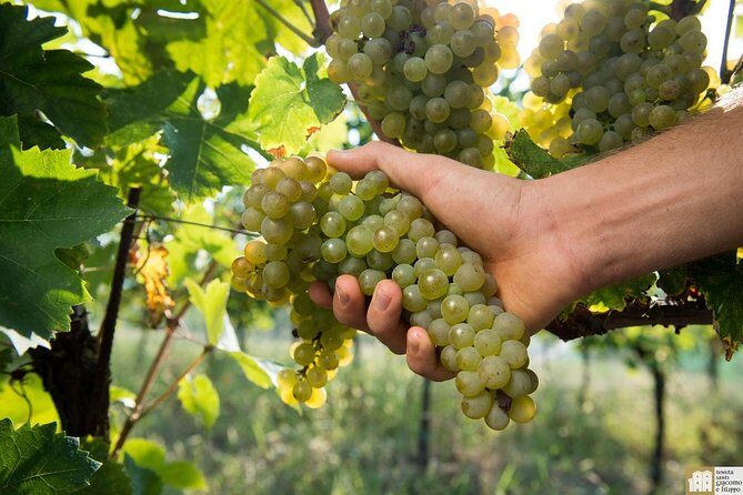 Wine Class and Tasting in Milan - Small Group - Who Will Enjoy This Tour?