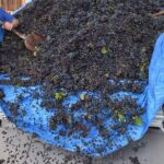 Wine Experience - Who Should Consider This Tour?