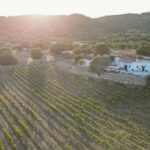 Wine experience in Dorgali in the heart of the Cannonau Classic Zone - Exploring the Dorgali Wine Experience in Detail