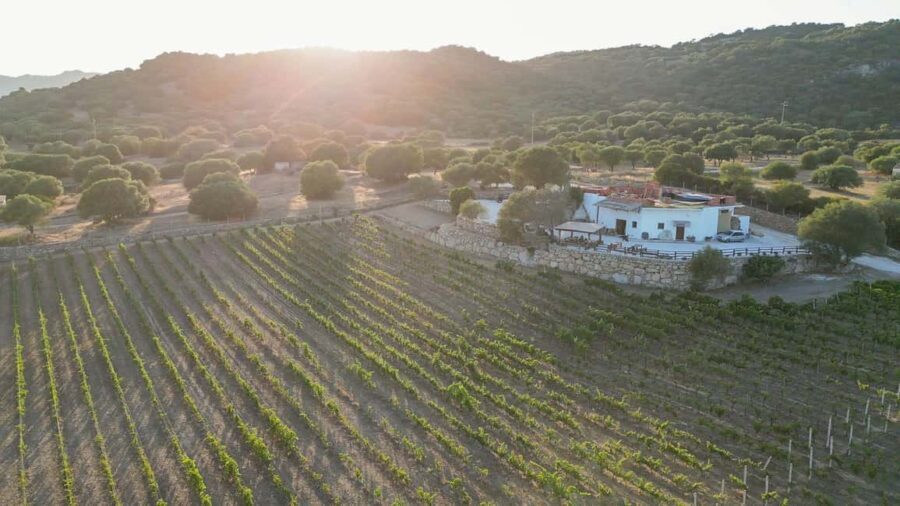 Wine experience in Dorgali in the heart of the Cannonau Classic Zone - Exploring the Dorgali Wine Experience in Detail