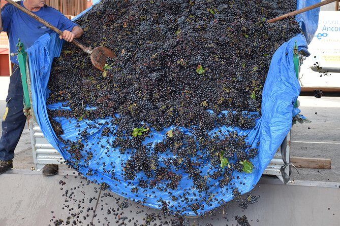 Wine Experience - Who Should Consider This Tour?