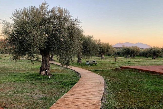WIne & Olive Oil Tasting in an Organic Farm in Laconia, Greece! - Who Will Love This Tour?