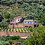 Wine & Olive Oil tasting one day private tour in Crete - Authenticity and Value