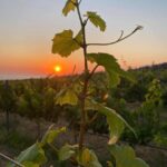 Wine Tasting & Ancient Olive Tree 3 Hours Tour  Private - Practical Details and Value
