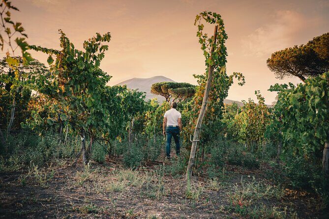 Wine Tasting and Winery Tour in Vesuvio National Park with Lunch - Practical Details & Tips