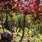 Wine tasting at the Apicella winery - Final Thoughts: Is This Experience Right for You?