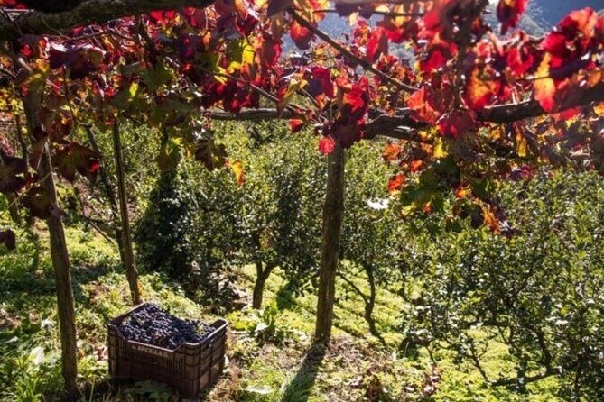 Wine tasting at the Apicella winery - Final Thoughts: Is This Experience Right for You?