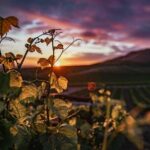 Wine Tasting Audio Tour - Calaveras County - Who Should Consider This Tour?