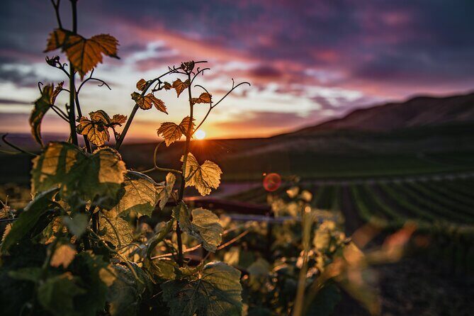 Wine Tasting Audio Tour - Calaveras County - Who Should Consider This Tour?