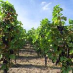 Wine Tasting Day Trip from Prague to Melnik - A Detailed Look at the Mlník Wine Tasting Day Trip