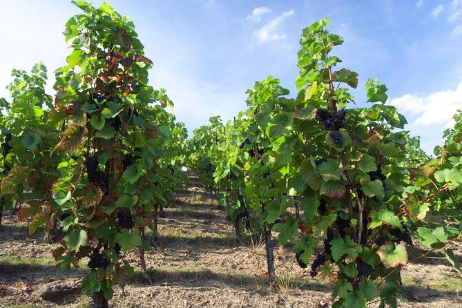 Wine Tasting Day Trip from Prague to Melnik - A Detailed Look at the Mlník Wine Tasting Day Trip