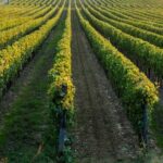 Wine tasting experience in the Apulian countryside - Exploring the Details of the Apulian Wine Tasting Tour