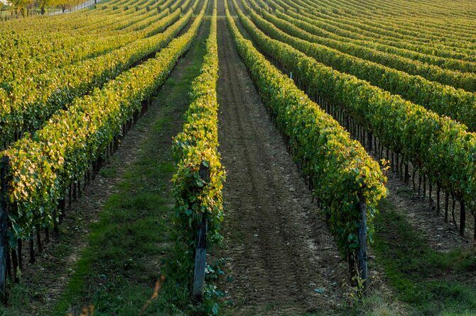 Wine tasting experience in the Apulian countryside - Exploring the Details of the Apulian Wine Tasting Tour