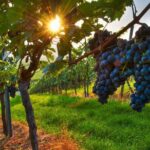 Wine Tasting in Frascati from Rome - What We Love About This Tour