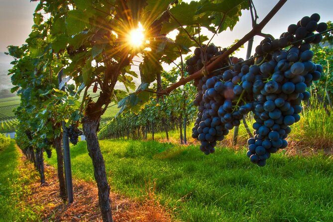 Wine Tasting in Frascati from Rome - What We Love About This Tour
