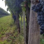 Wine tasting in Montepulciano and visit to Pienza, in Tuscany from Rome - Practical Aspects and Value Considerations