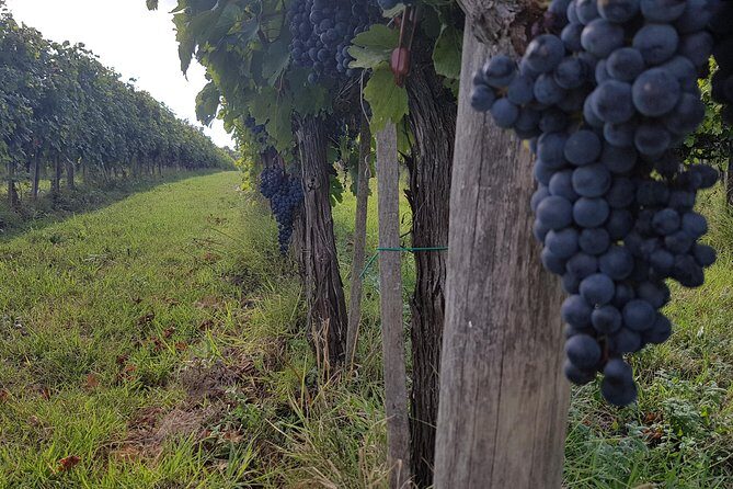 Wine tasting in Montepulciano and visit to Pienza, in Tuscany from Rome - Practical Aspects and Value Considerations