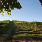 Wine Tasting in the Heart of Monferrato - Classic - Why This Tour Offers Good Value