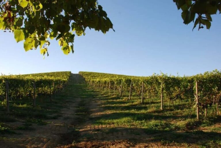 Wine Tasting in the Heart of Monferrato - Classic - Why This Tour Offers Good Value