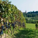 Wine Tasting in the Heart of Monferrato - Premium - Why This Tour Excels