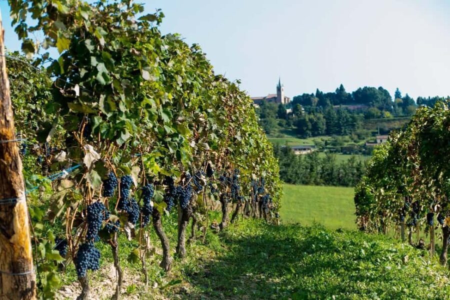 Wine Tasting in the Heart of Monferrato - Premium - Why This Tour Excels