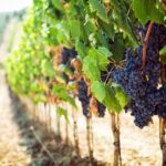 Wine tasting in the Vesuvius national park - Practical Details and Booking