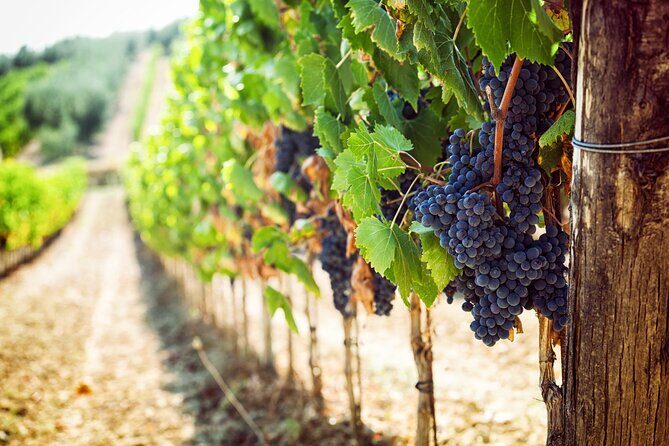 Wine tasting in the Vesuvius national park - Practical Details and Booking