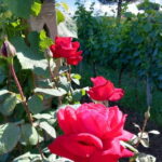 Wine Tasting & Medieval Town Visit at Castelli Romani - A Closer Look at the Experience