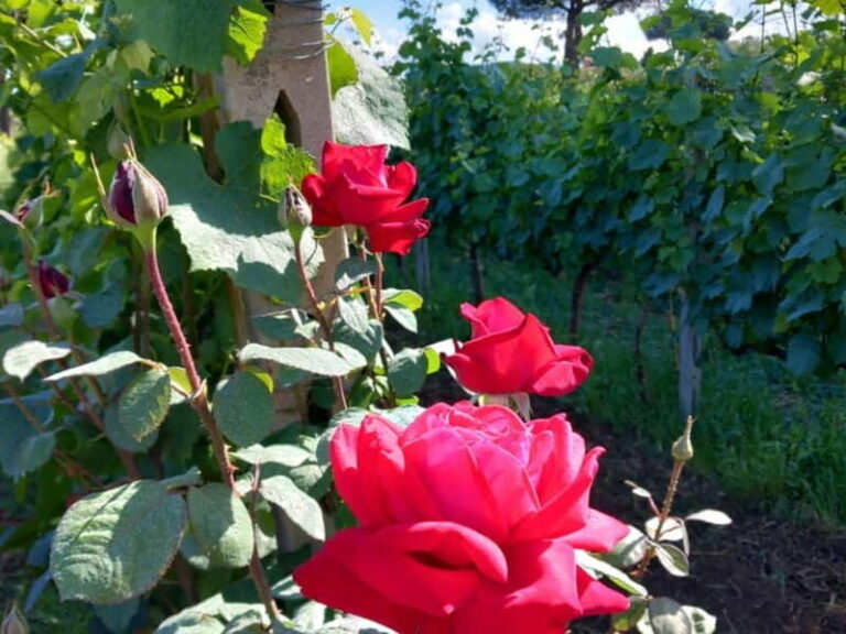 Wine Tasting & Medieval Town Visit at Castelli Romani - A Closer Look at the Experience