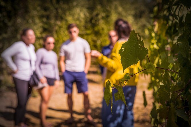 Wine Tasting & Tour Premium - An In-Depth Look at the Wine Tasting & Tour Premium