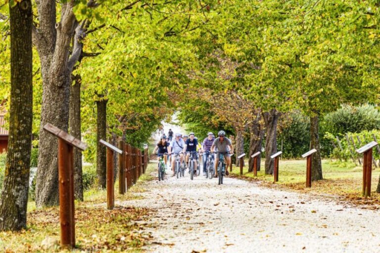 Wine tasting tour with olive oil and salami - The Vineyard and Production