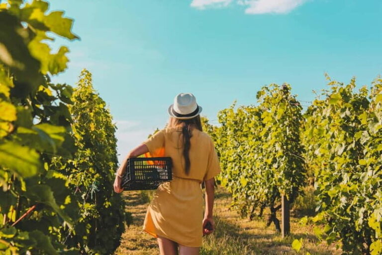 Wine Tasting & Vineyards Escape near Tirana - Who Should Consider This Tour?