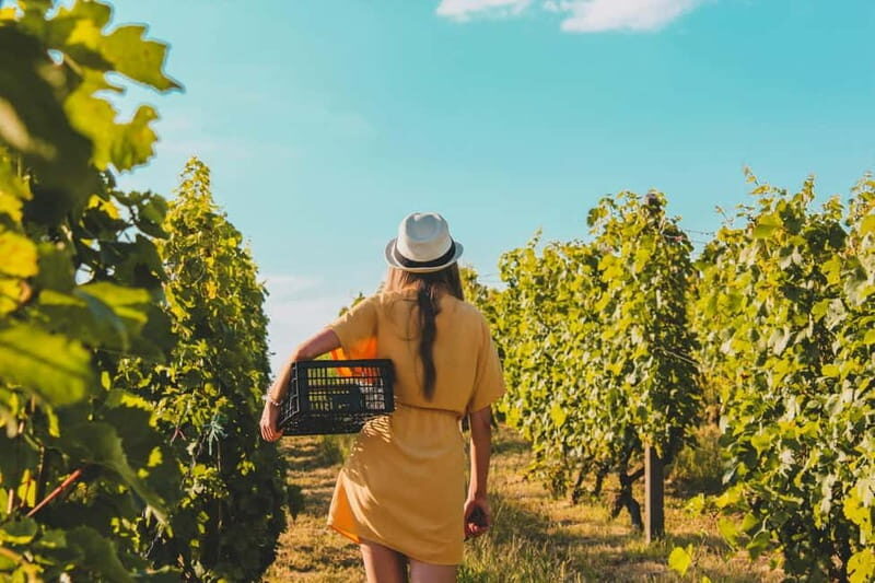 Wine Tasting & Vineyards Escape near Tirana - Who Should Consider This Tour?