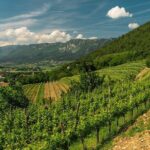 Wine Tasting with Cold Cuts - The Value of the Experience