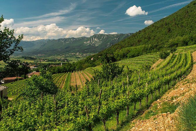 Wine Tasting with Cold Cuts - The Value of the Experience