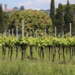 Wine tour and lunch in Lucca area - The Sum Up: Is This Tour Right for You?