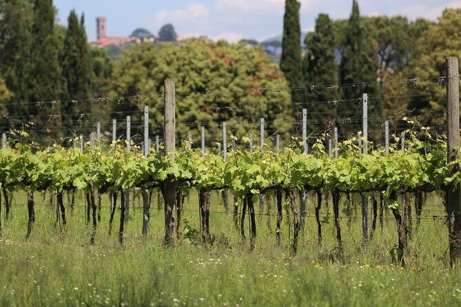 Wine tour and lunch in Lucca area - The Sum Up: Is This Tour Right for You?