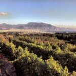 Wine Tour and Lunch with Winetasting and Vineyard Visit - Possible Drawbacks and Considerations