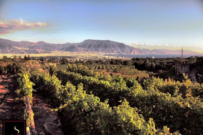 Wine Tour and Lunch with Winetasting and Vineyard Visit - Possible Drawbacks and Considerations