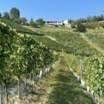 Wine Tour and tasting in the Monferrato - Premium - Authenticity and Authentic Experiences