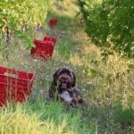 Wine Tour and Tasting with the Producer in the Monferrato-Classic - Key Points