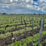 Wine Tour - Château Labrie Saint Emilion Grand Cru - The Experience in Context